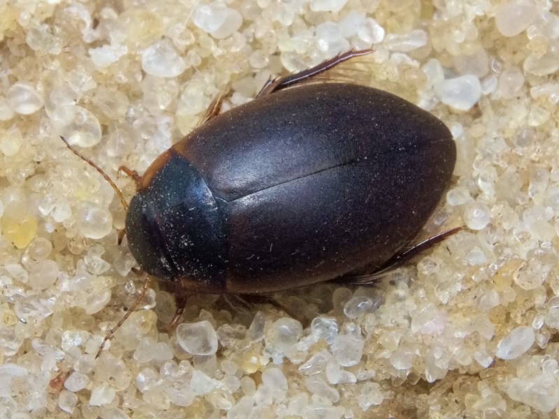 Agabus sturmii (Gyllenhal, 1808)